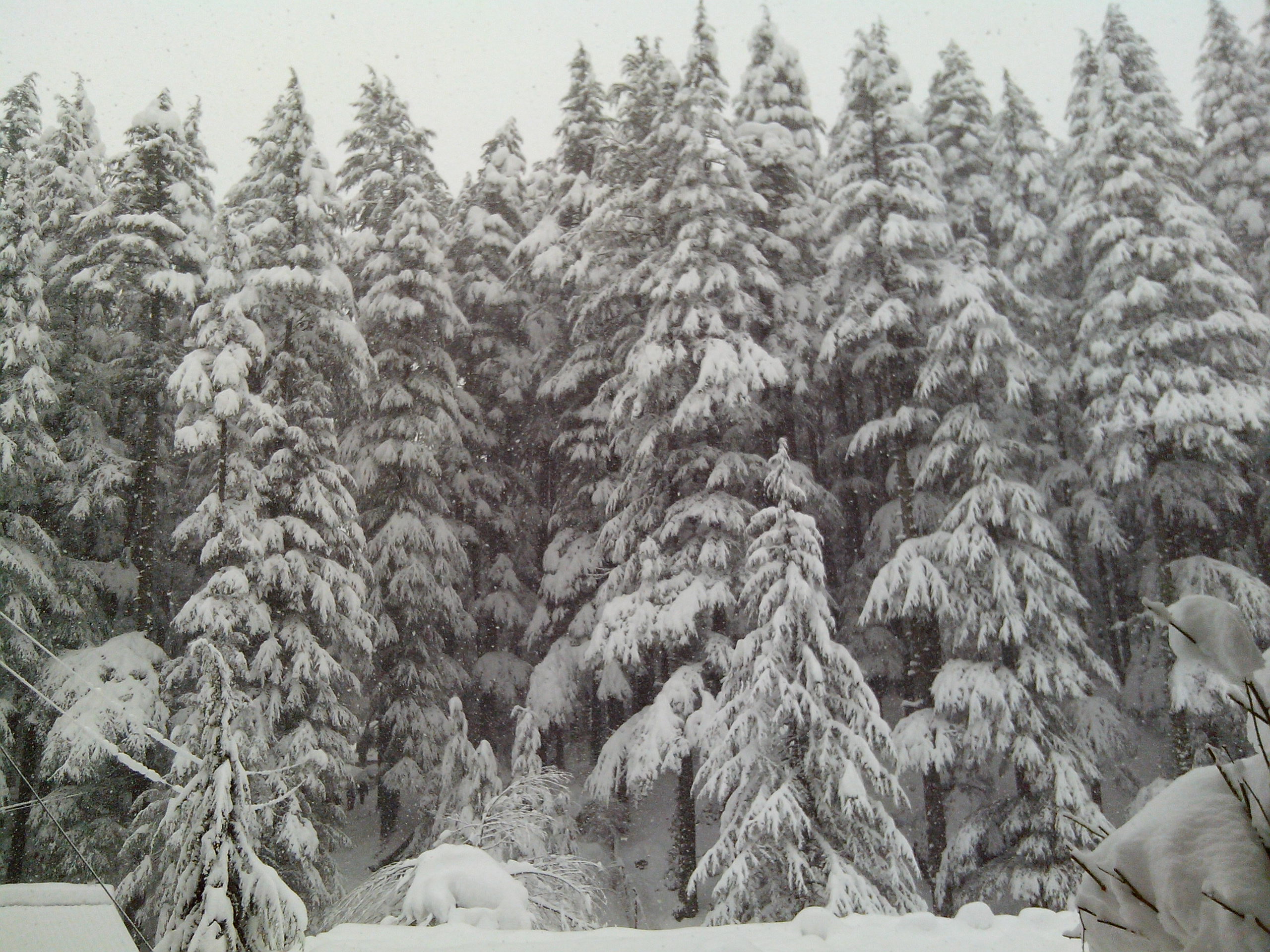 Manali kullu