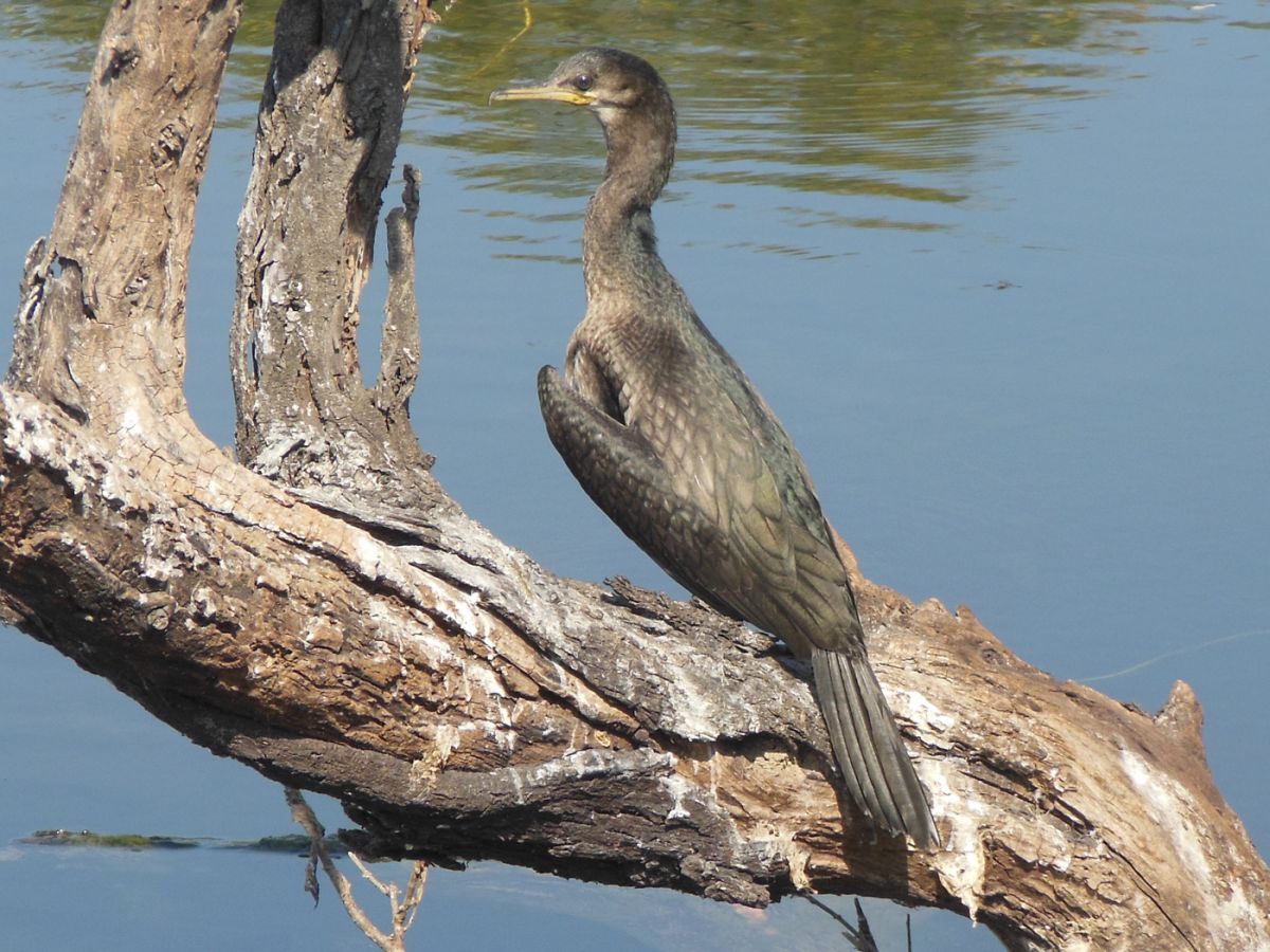 Mukurthi National Park (Tamil Nadu)