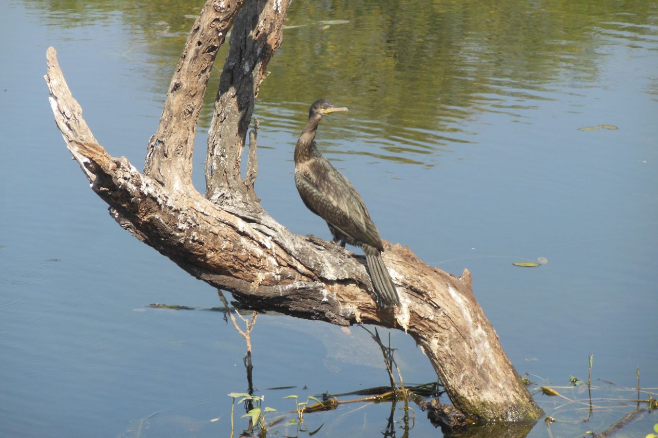 Keoladeo National Park Bharatpur