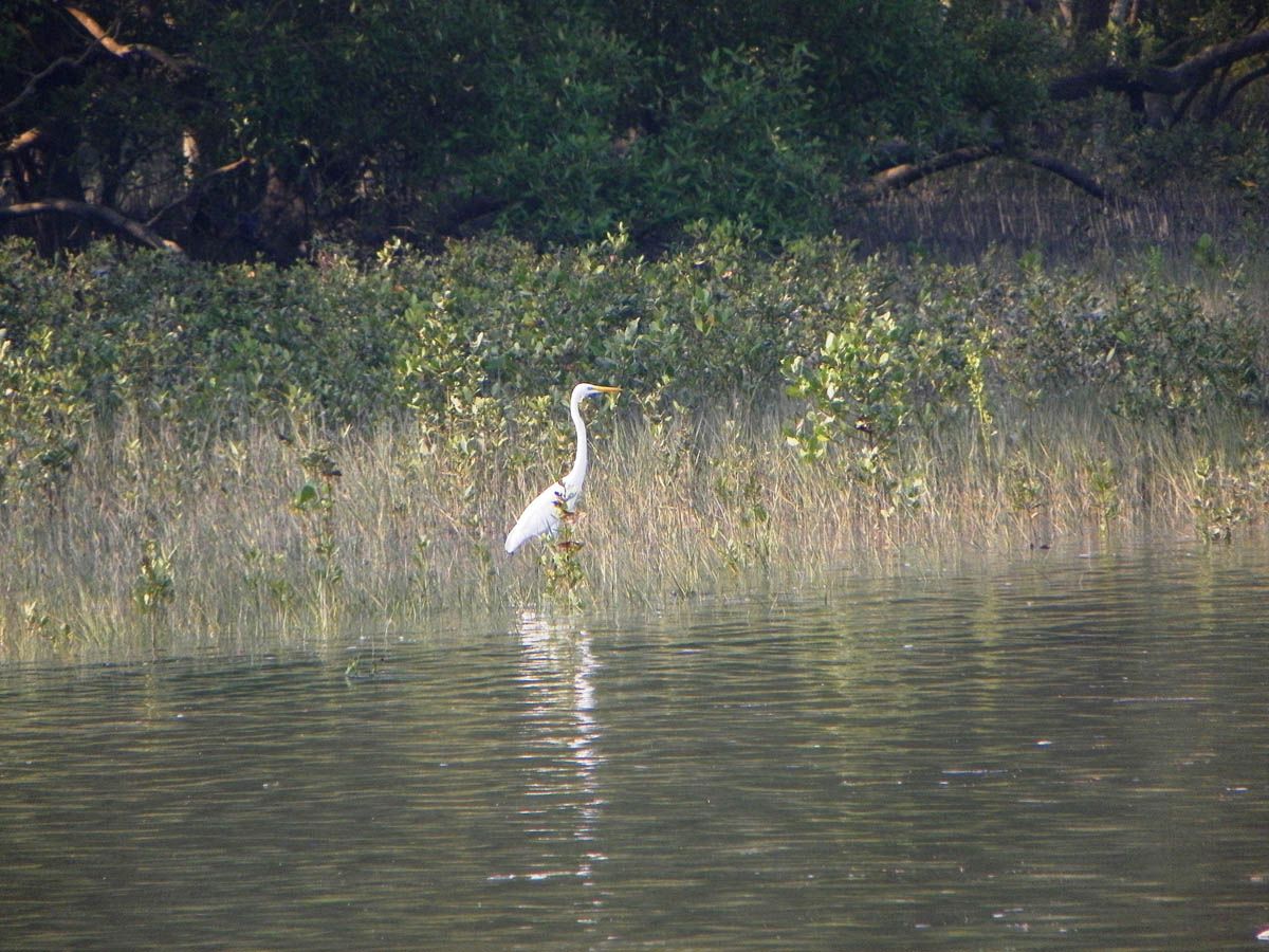 Singalila National Park (West Bengal)