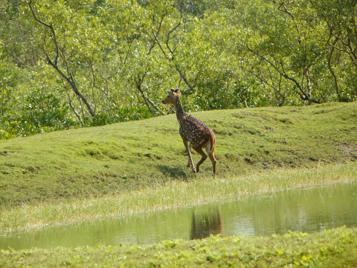 Sundarbans National Park Gosaba