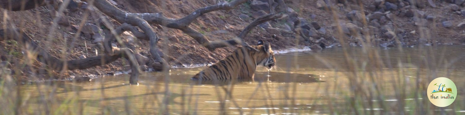 Tadoba-Andhari Tiger Reserve Chandrapur