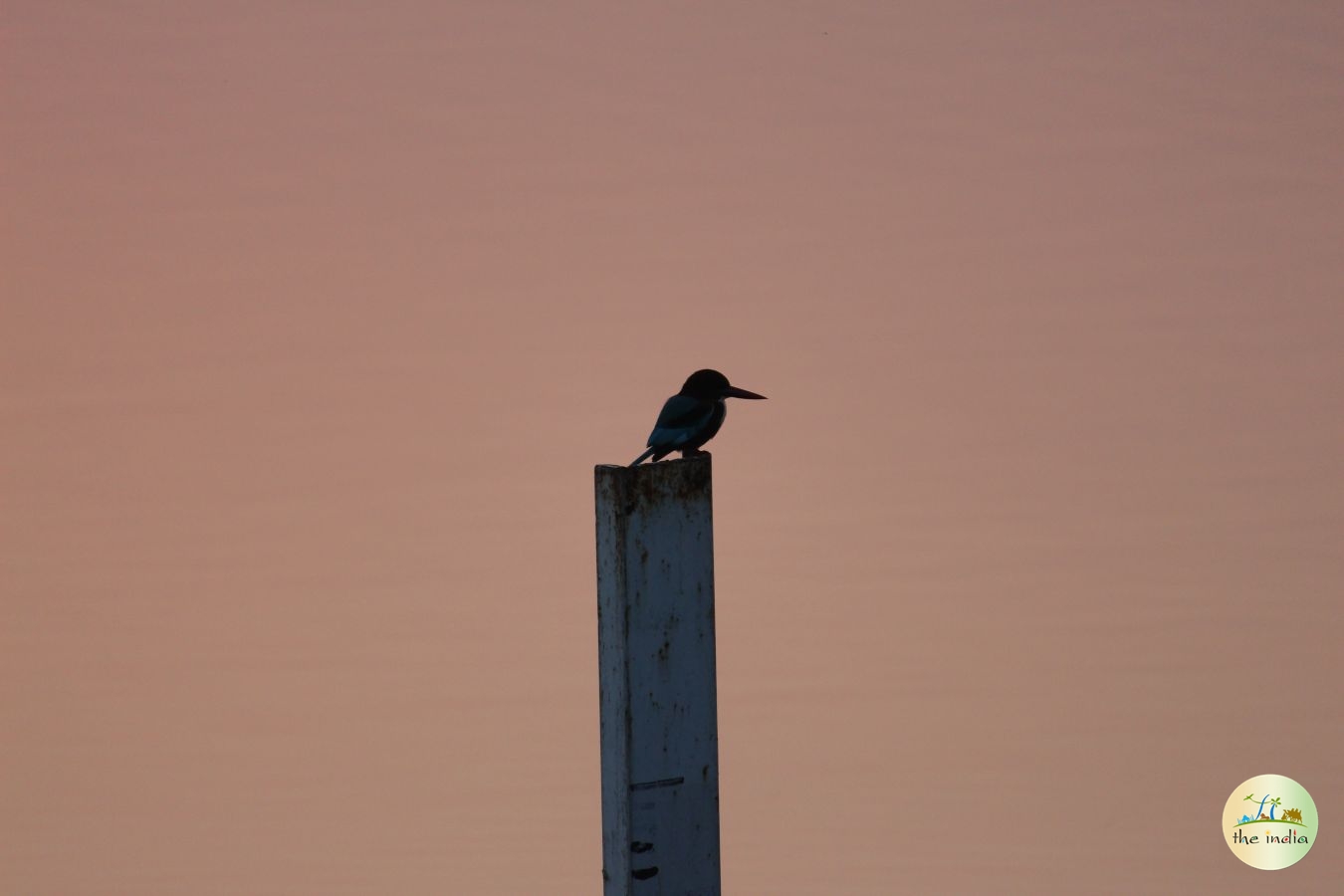 Thol Bird Sanctuary Ahmedabad