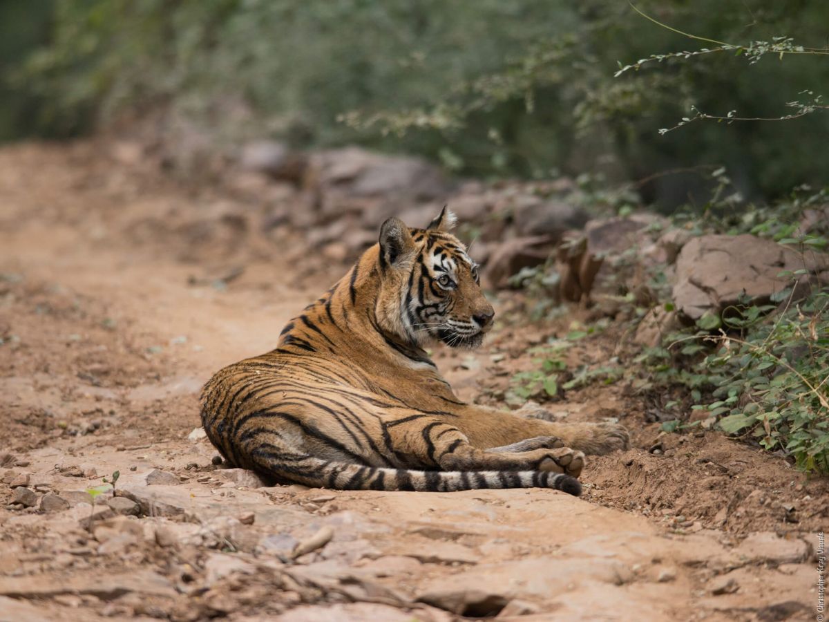 Ranthambore National Park Sawai Madhopur