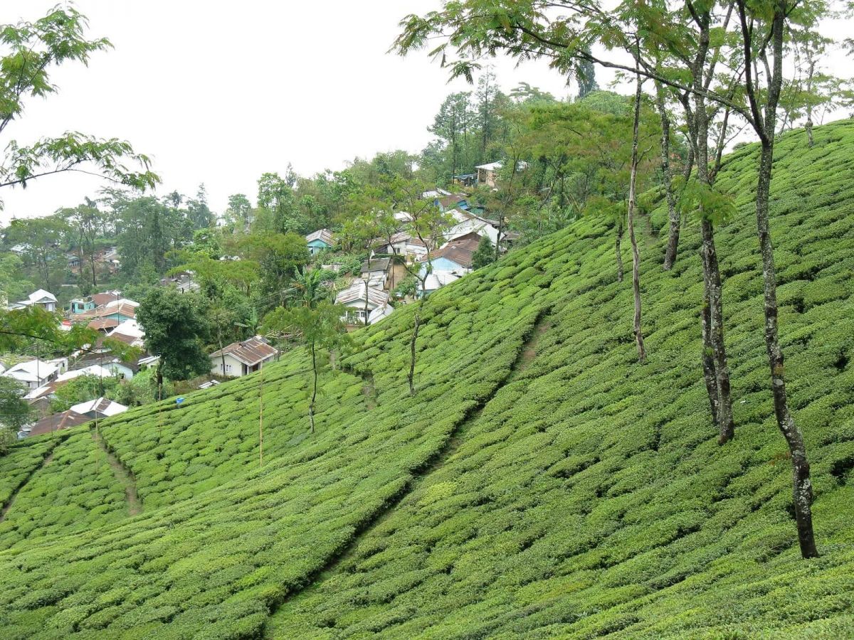 Tukvar Tea Estate Darjeeling