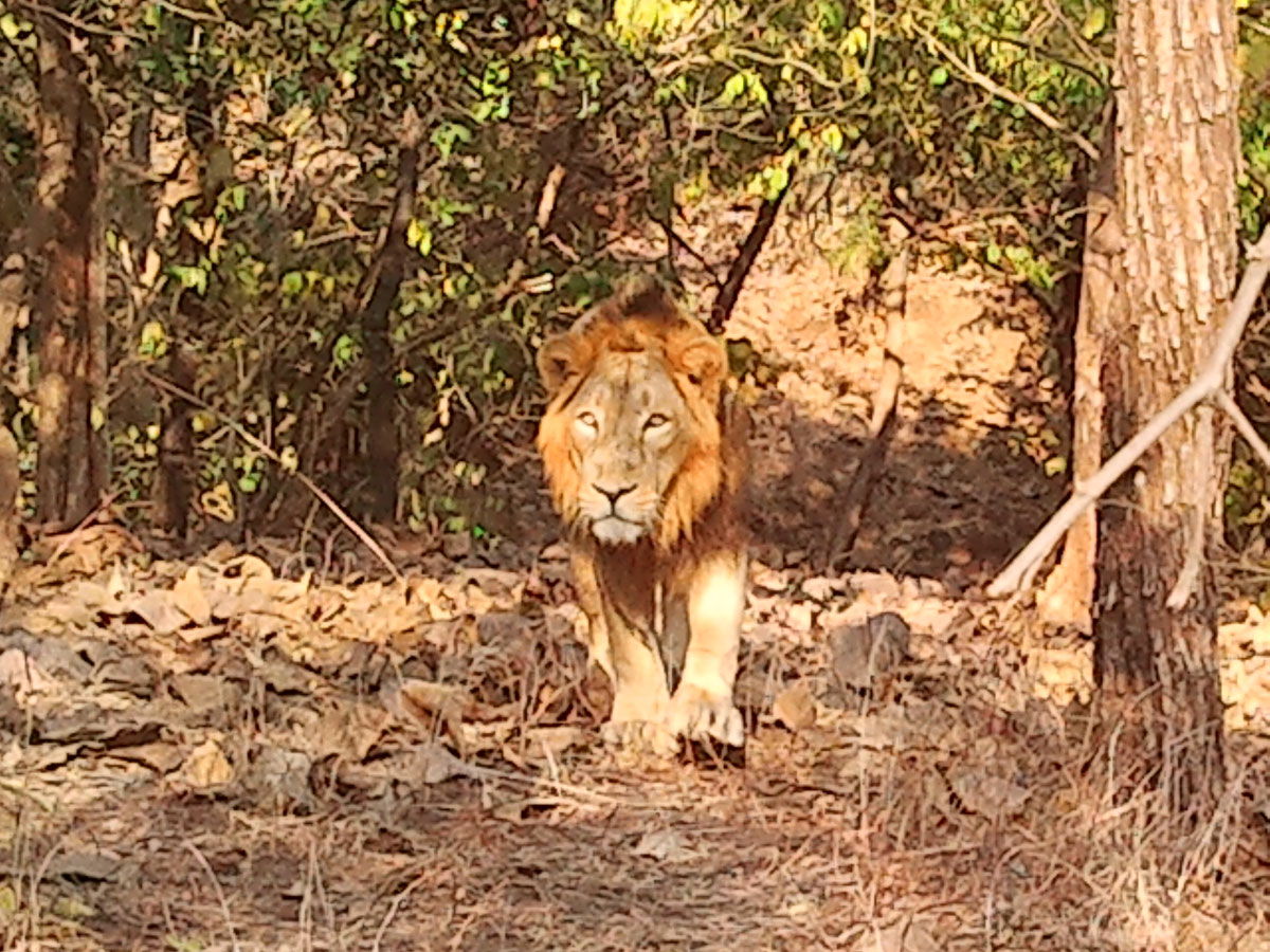 Gir Forest National Park Junagadh