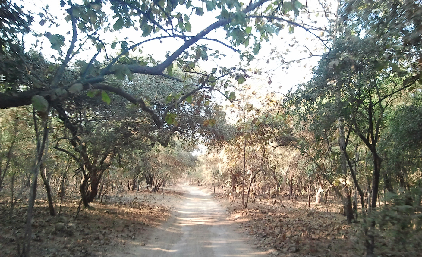 Gir Forest National Park Junagadh