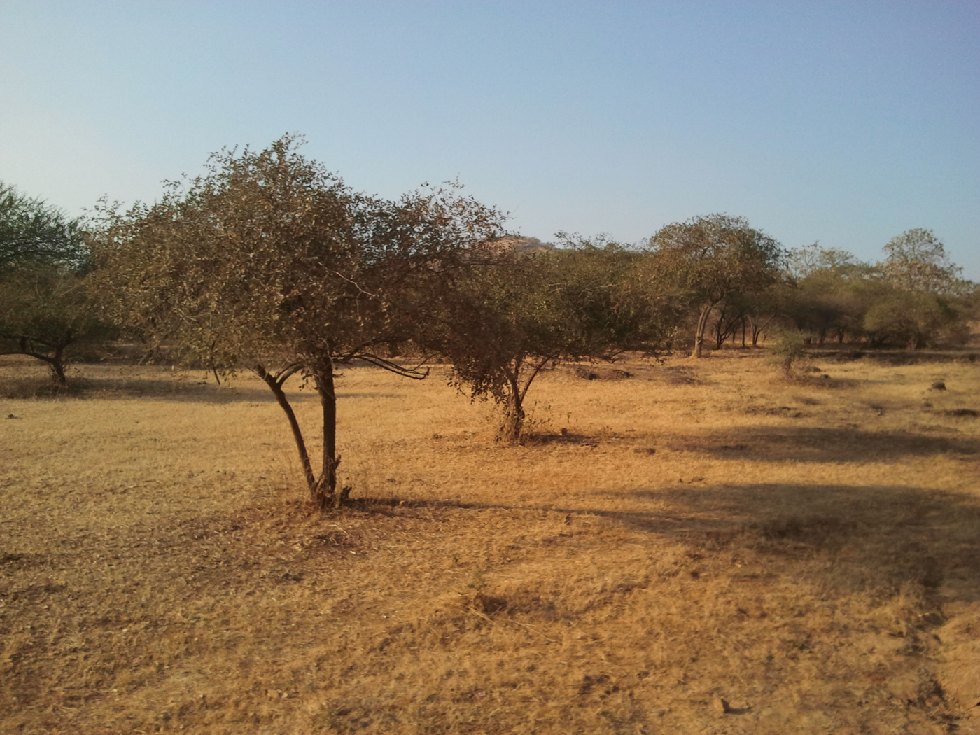 Gir Forest National Park Junagadh