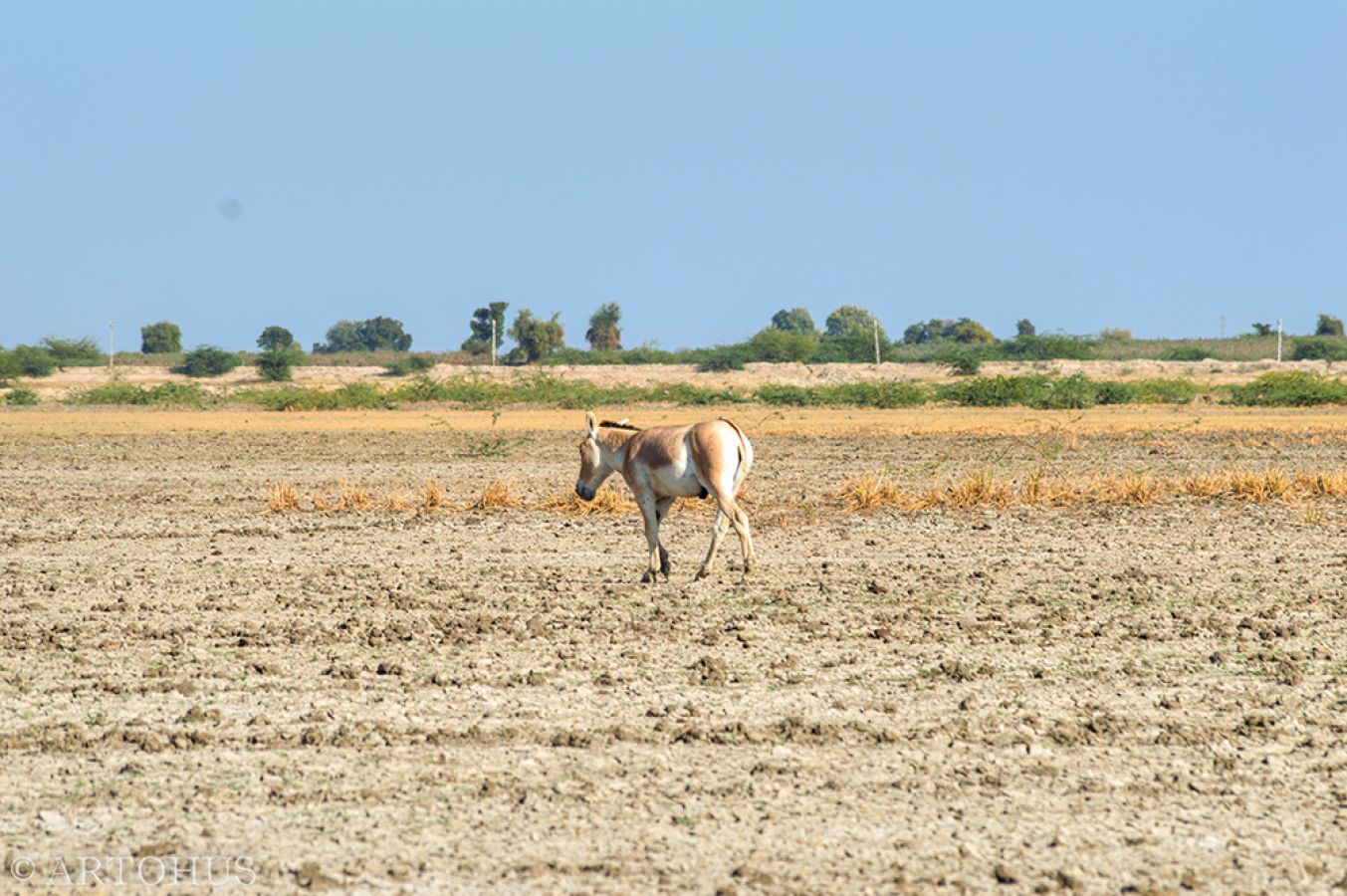 Indian Wild Ass Sanctuary Dhrangadhra