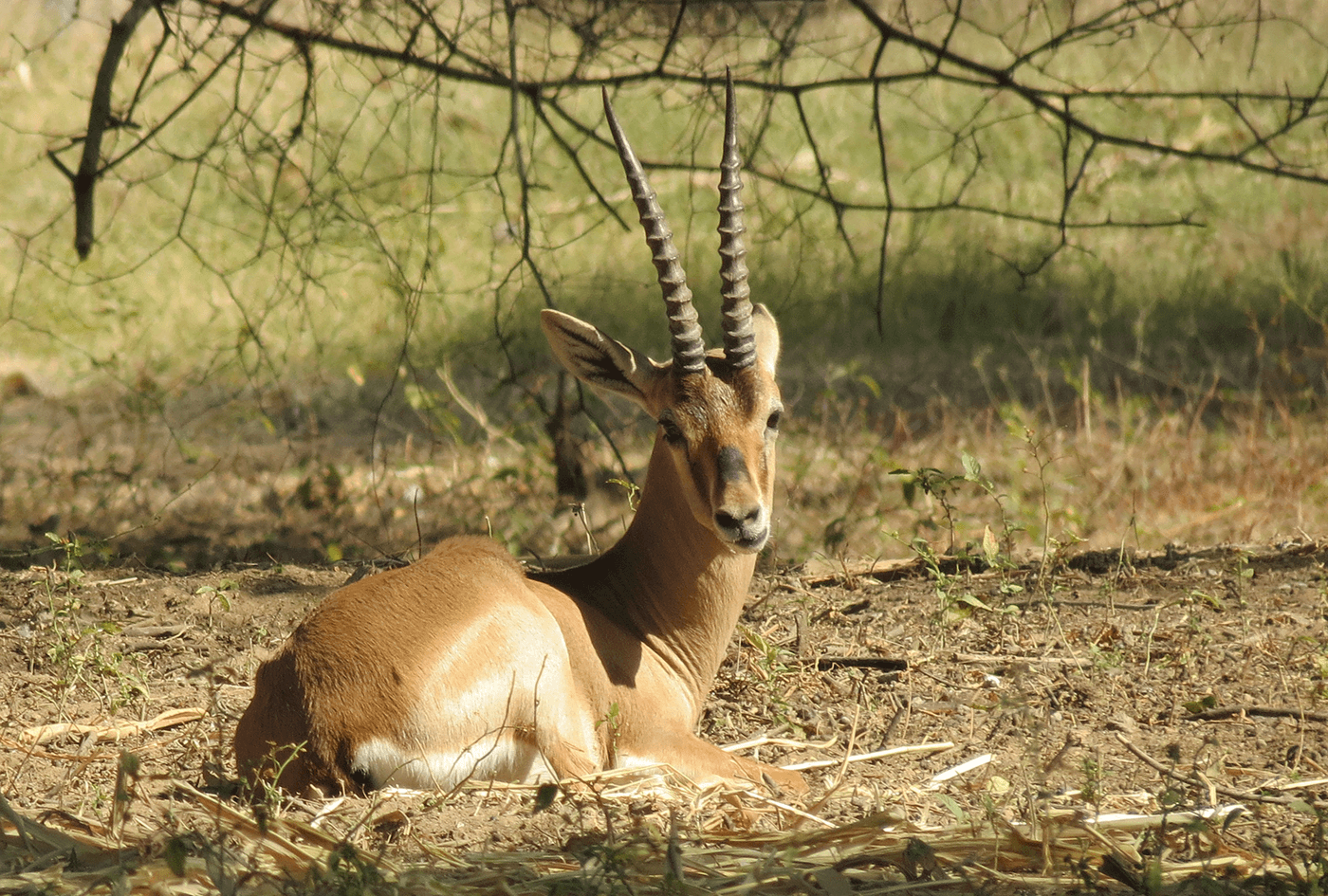 Indroda Nature Park Ahmedabad