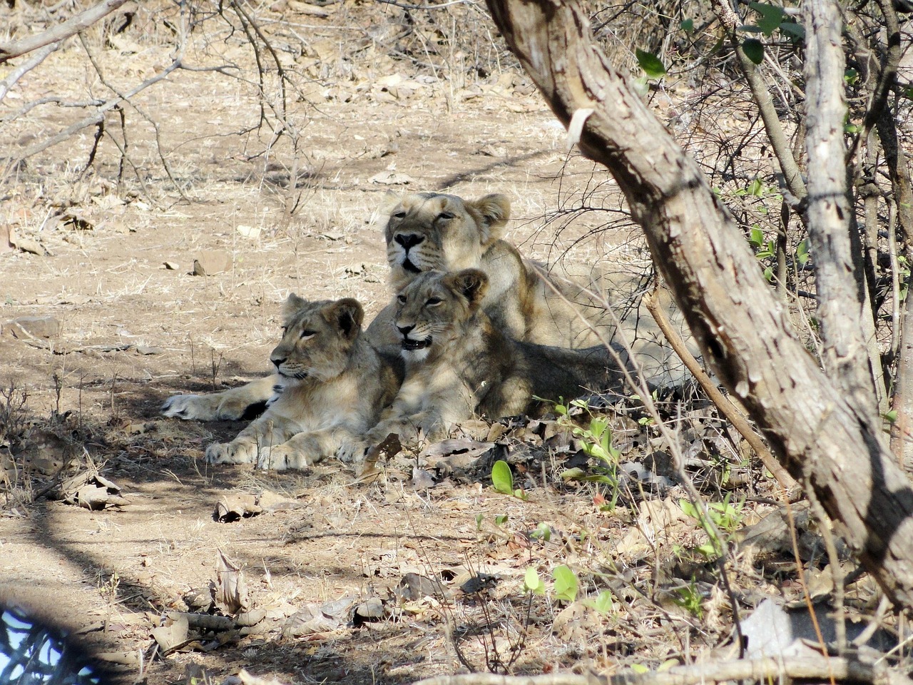 Gir Forest National Park Junagadh