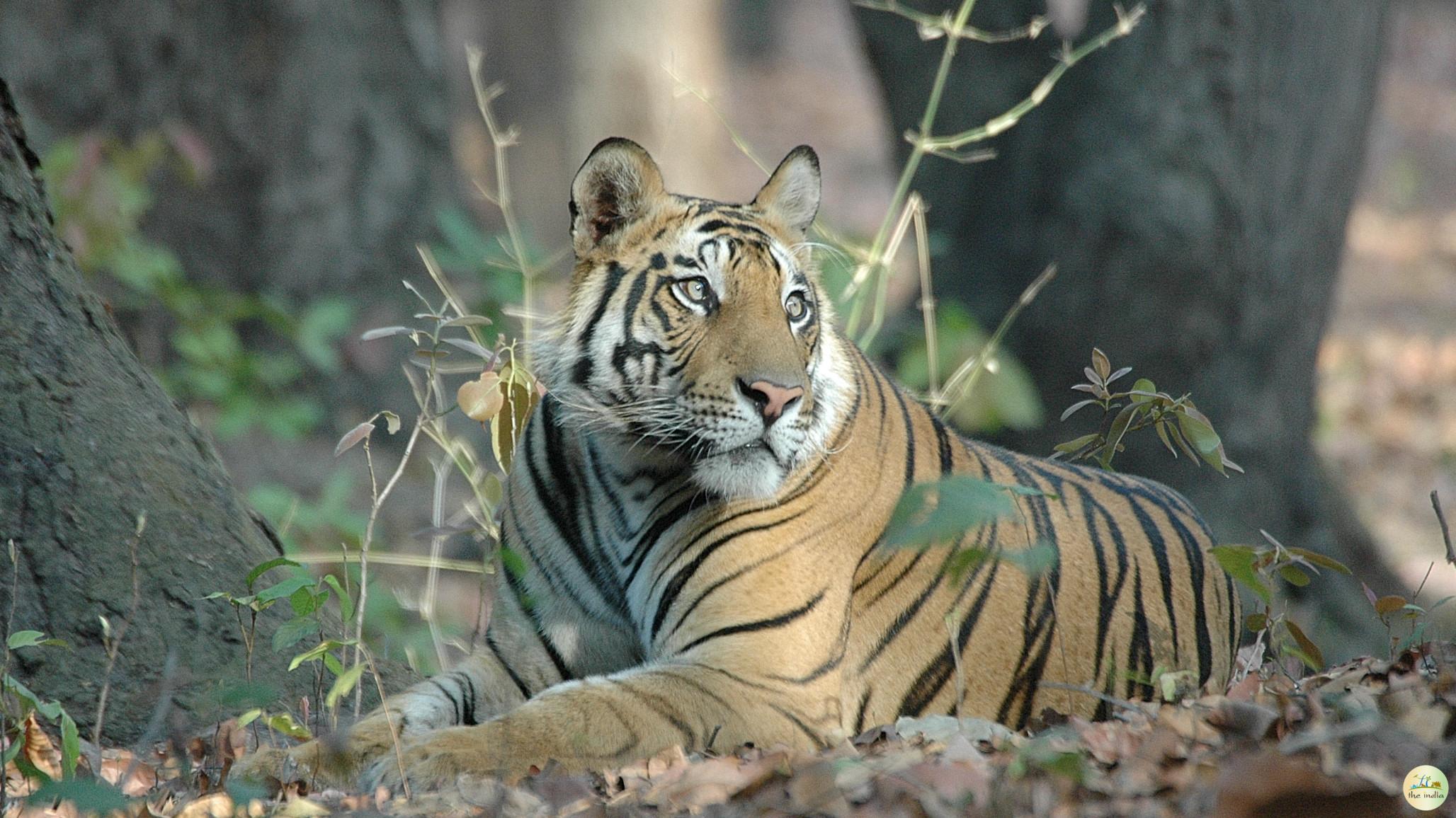 Bandhavgarh National Park