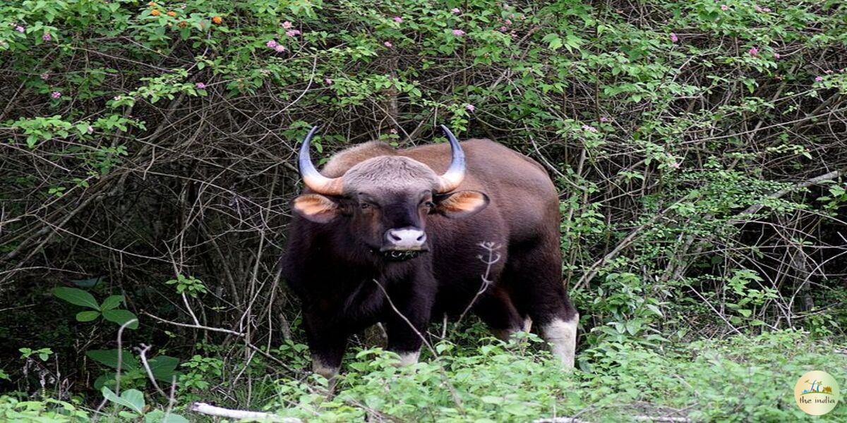 Bandipur National Park