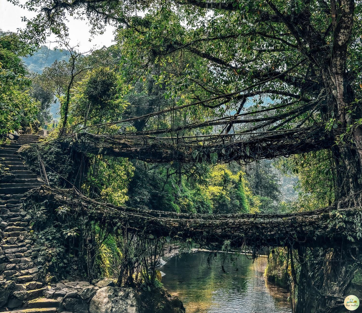 Double Decker Living Root Bridge Meghalaya