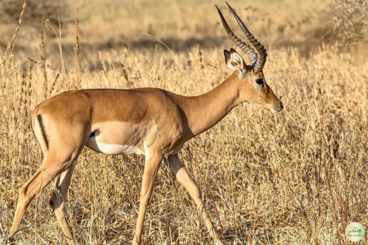 Dudhwa National Park