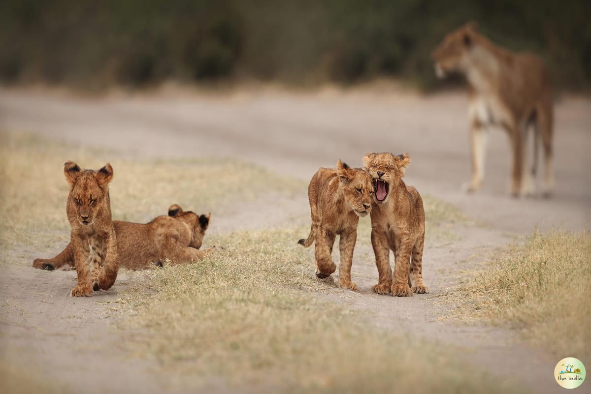 Gir Forest National Park