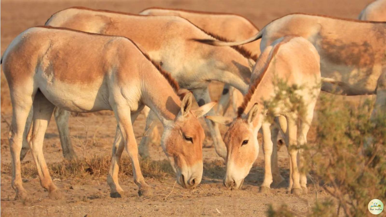 Kutch Desert Wildlife Sanctuary