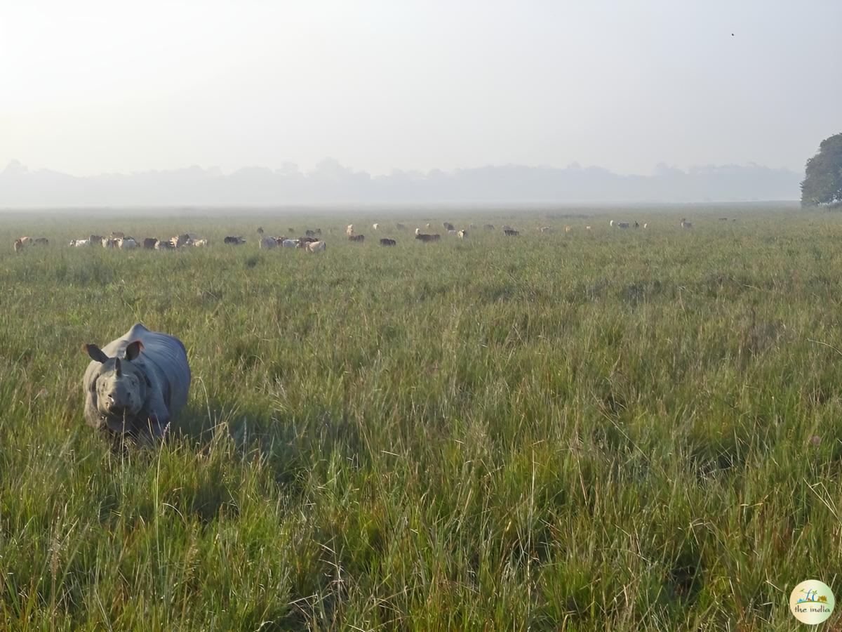 Pobitora Wildlife Sanctuary