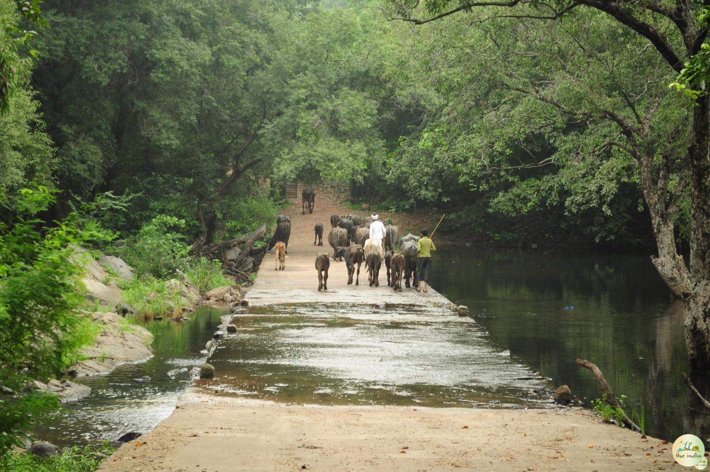 Polo Forest Gujarat
