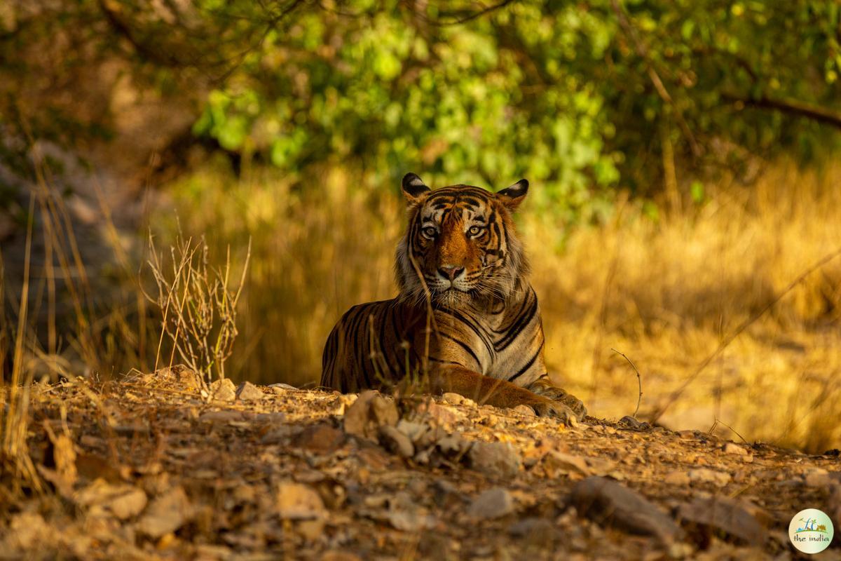 Satpura National Park