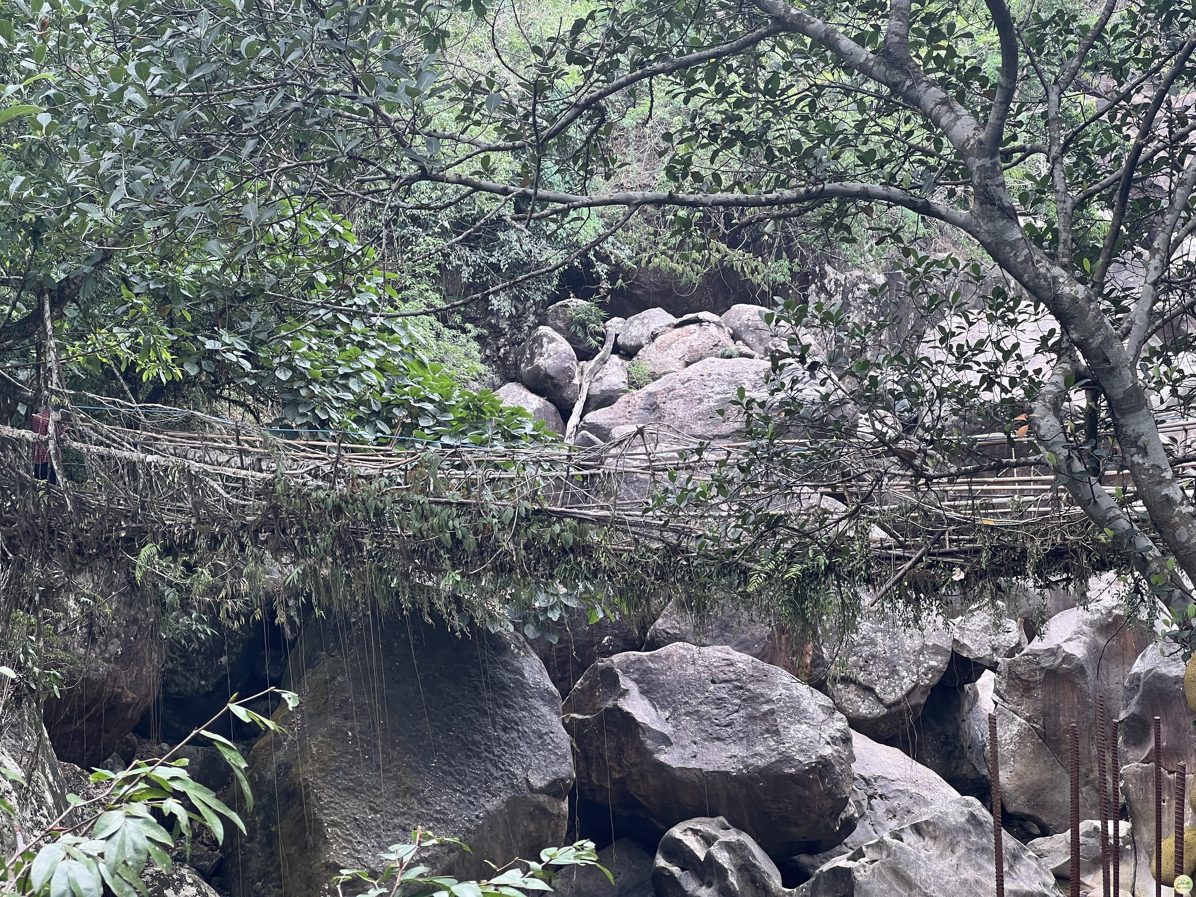 Single Living Root Bridge Nongriat