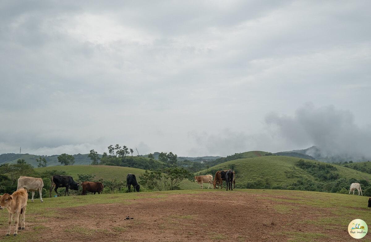 Vagamon Meadows