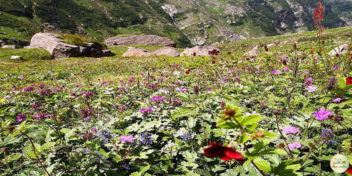 Valley of Flowers (Bharat Van)