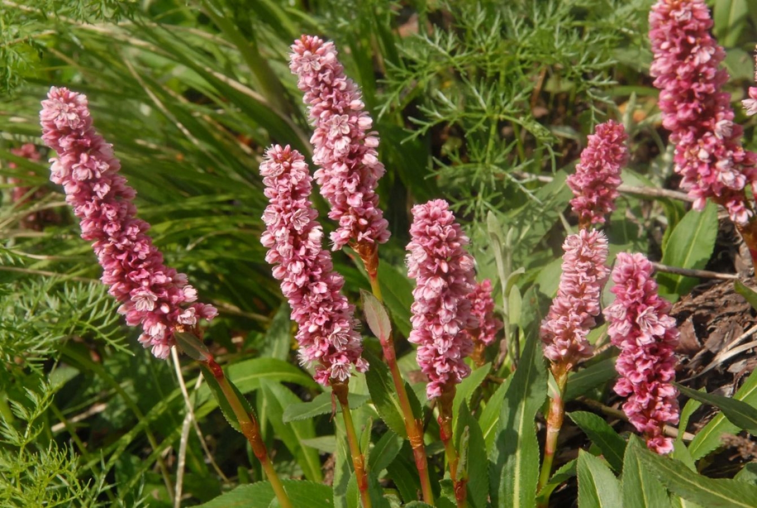 You Can Also Do It! Valley of Flowers Trek Experience will Enlighten True Feeling of Traveling