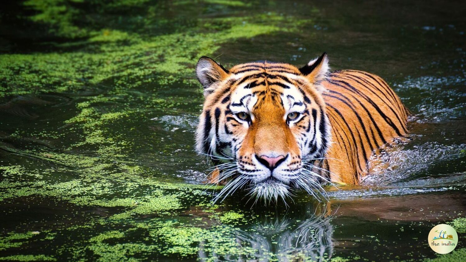 Tadoba-Andhari Tiger Reserve