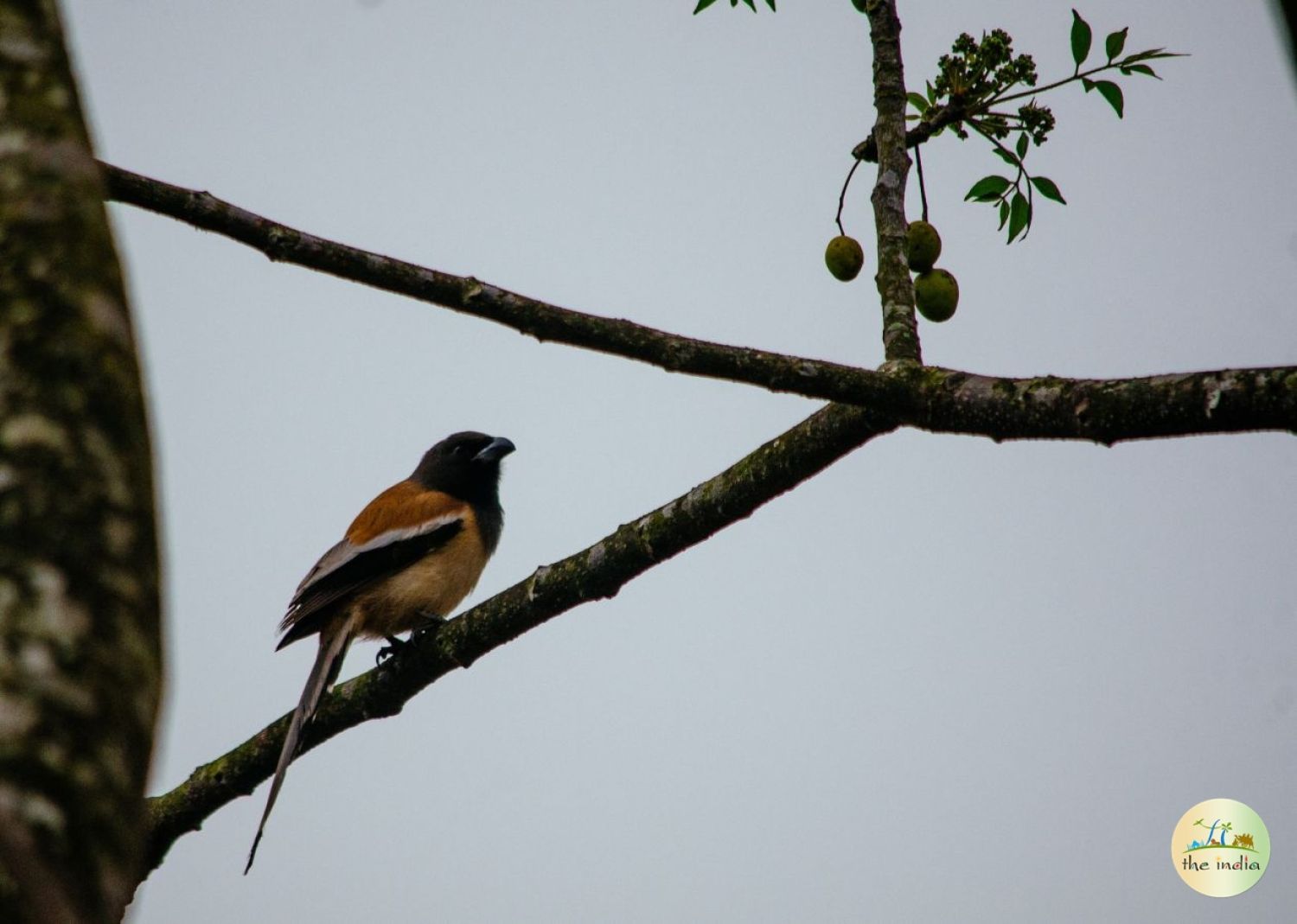 Benog Wildlife Sanctuary