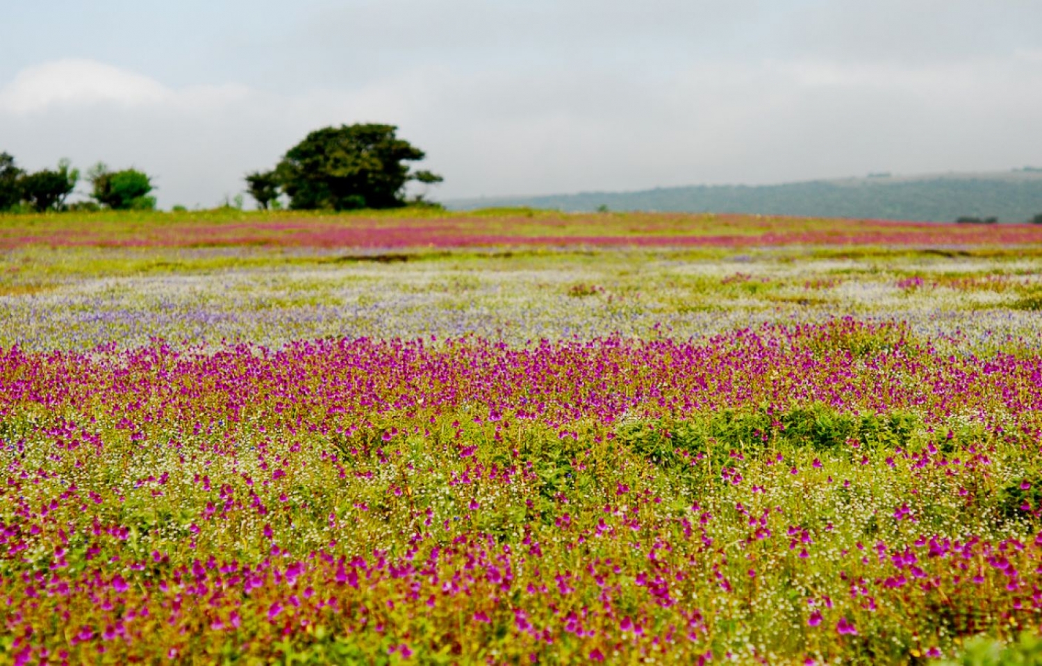 Kaas Plateau