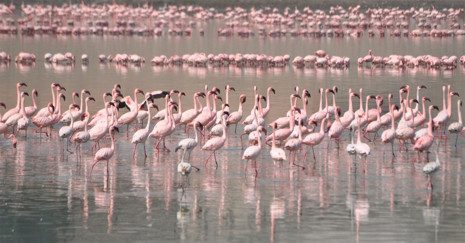 Khijadiya Bird Sanctuary