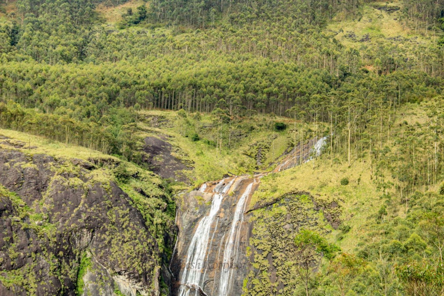 Meesapulimala - Of pine forests, grasslands and breath-taking views