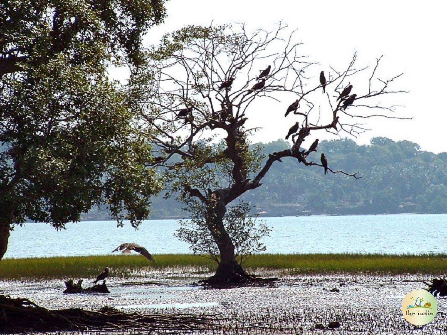 Salim Ali Bird Sanctuary (Goa)