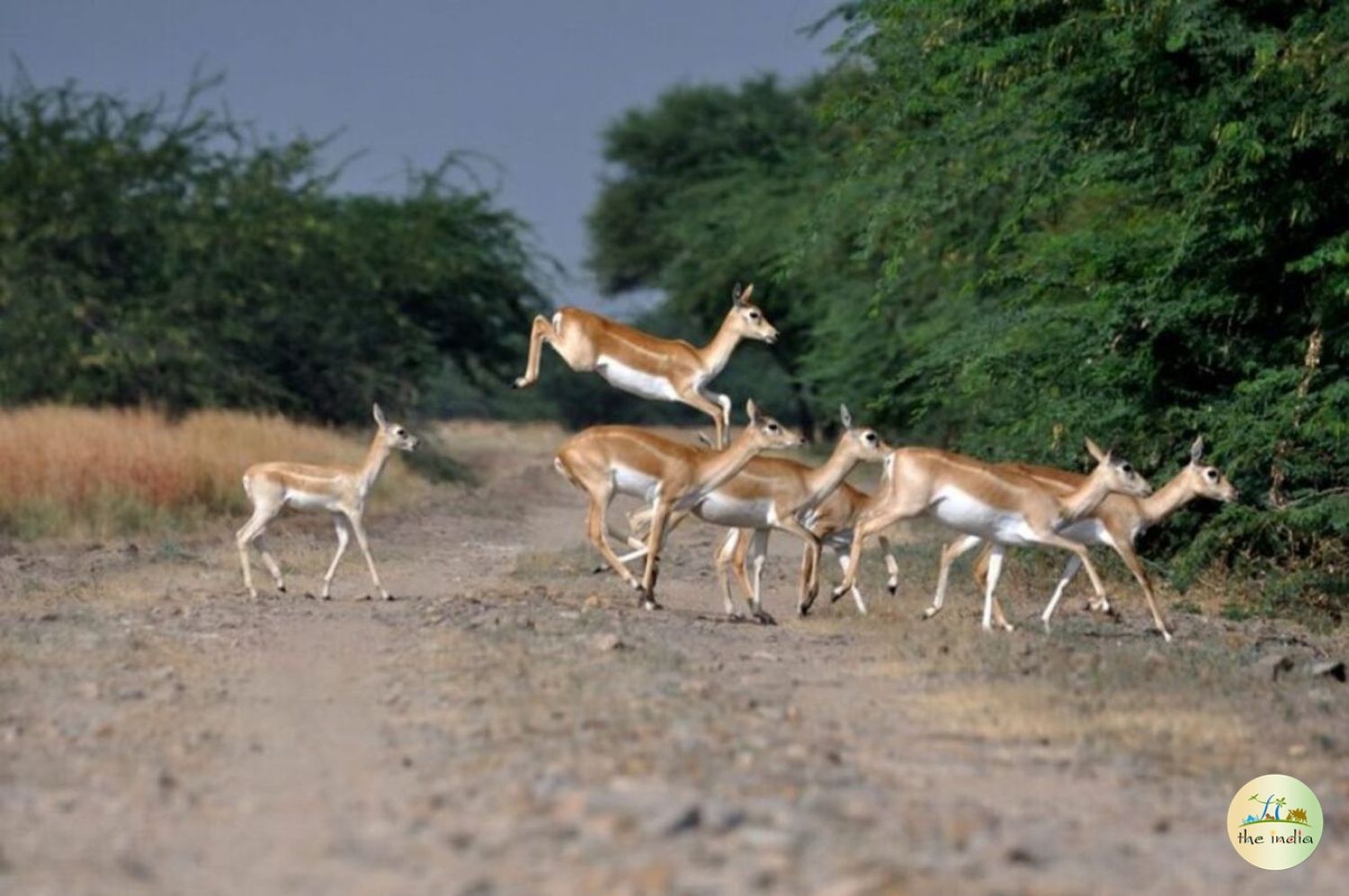 Shoolpaneshwar Wildlife Sanctuary