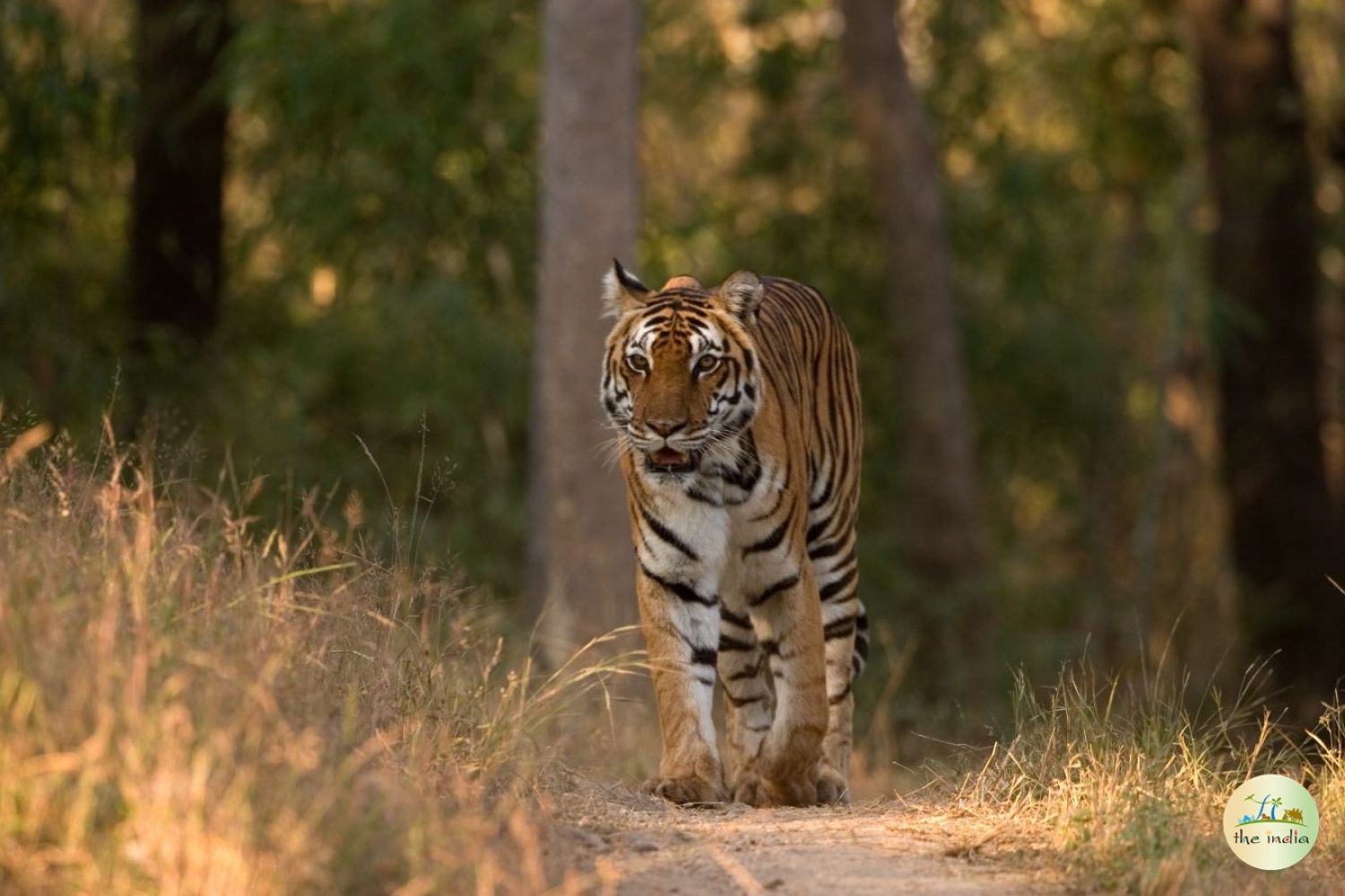 Kanha National Park