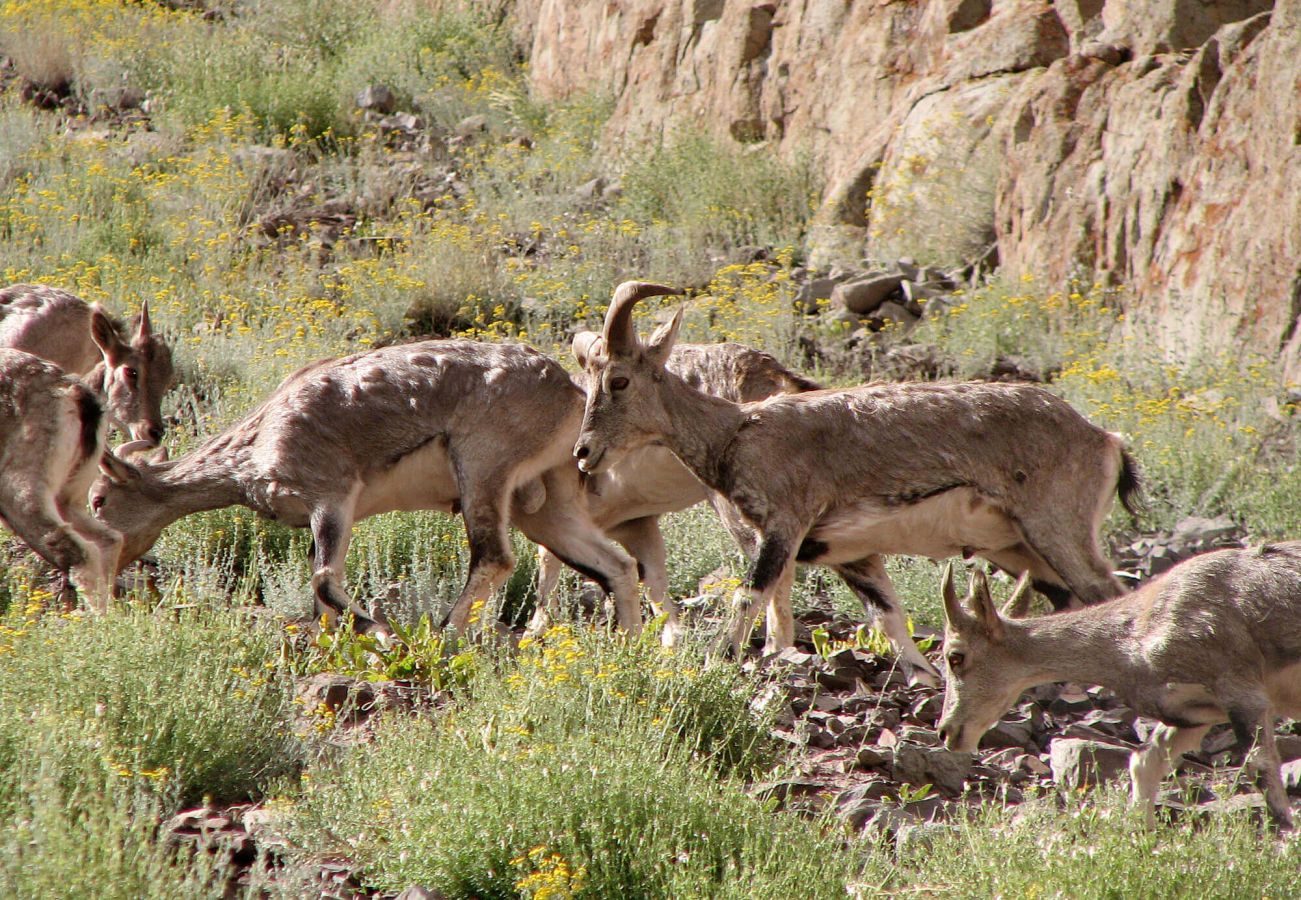 Hemis National Park Leh