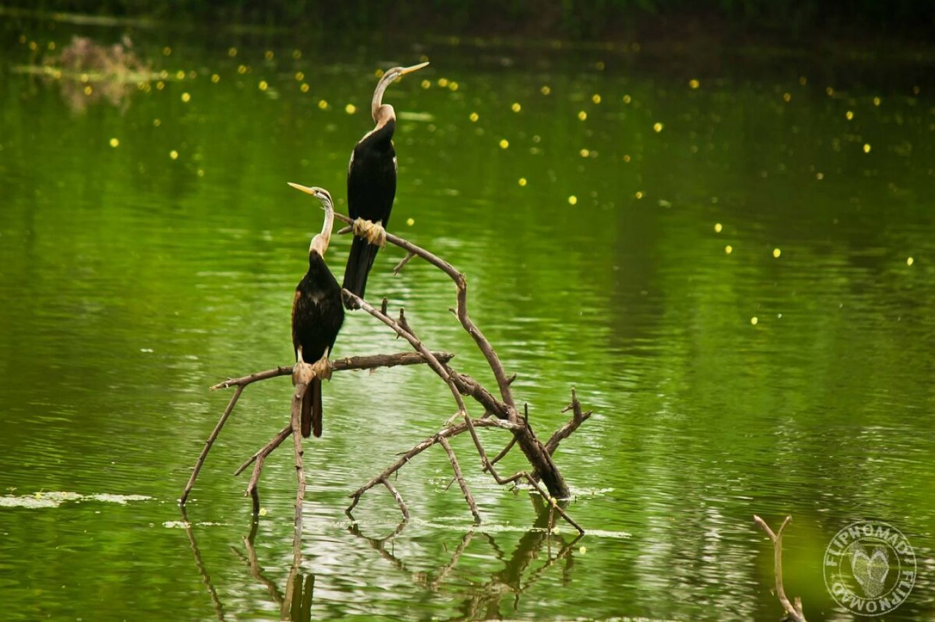 Keoladeo National Park Bharatpur