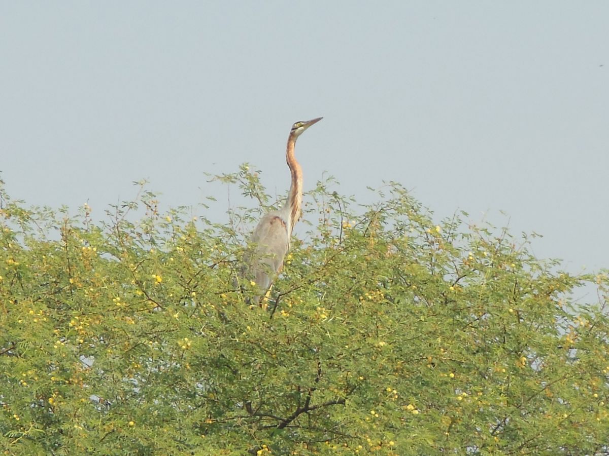 Keoladeo National Park Bharatpur