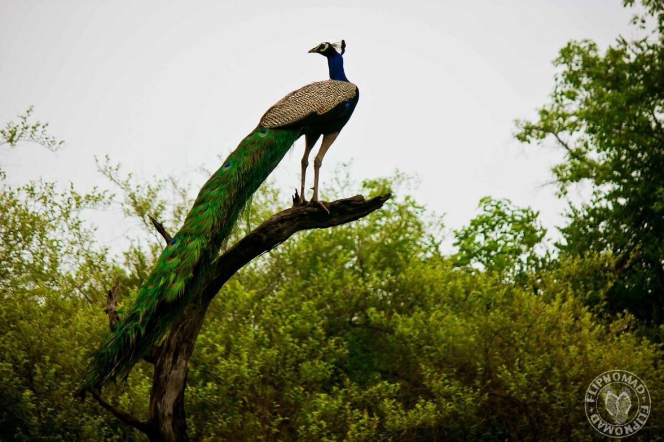 Keoladeo National Park Bharatpur