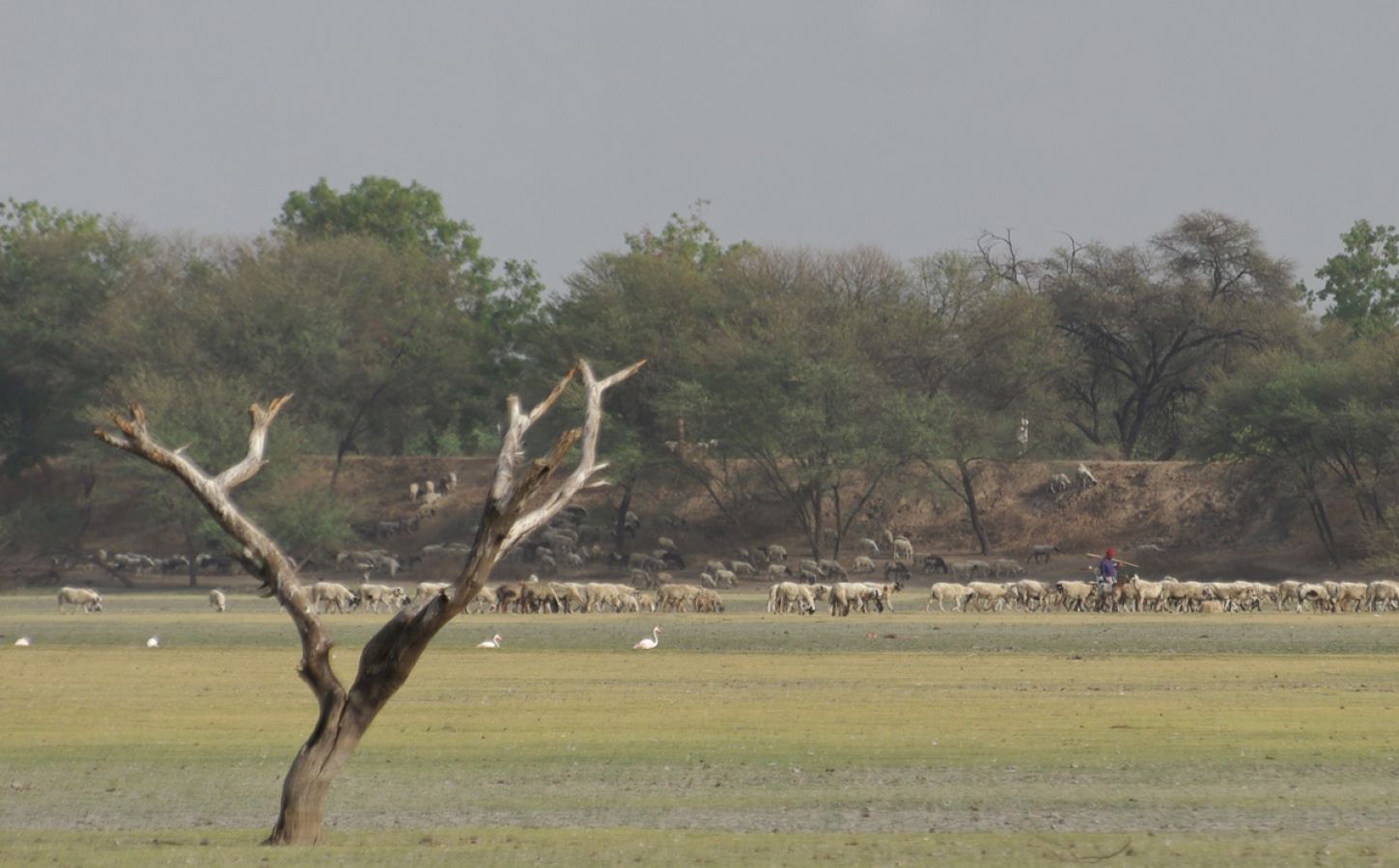 Thol Bird Sanctuary Ahmedabad