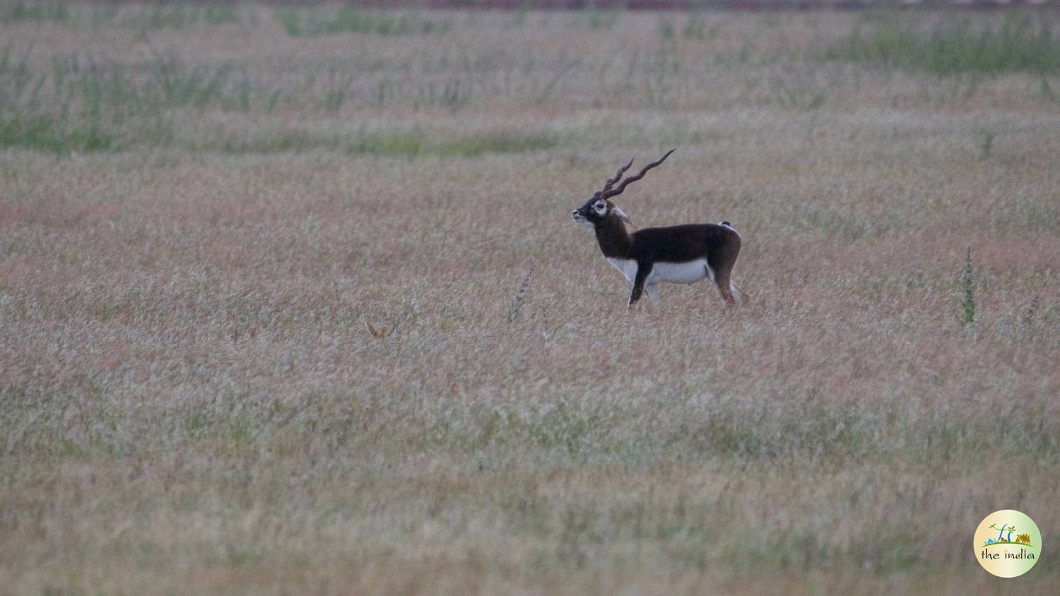 Blackbuck National Park Velavadar