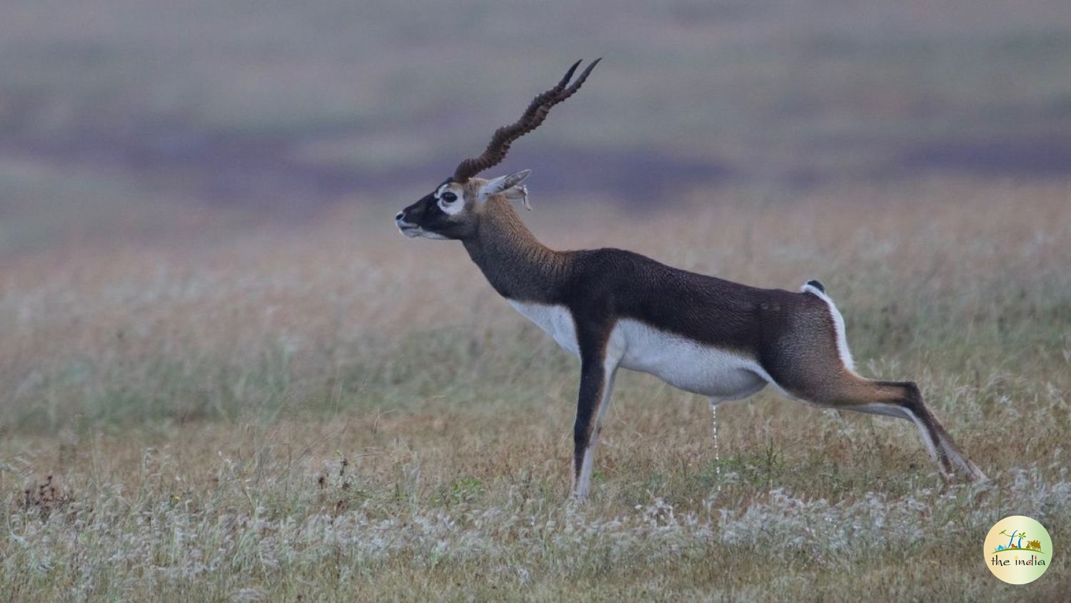 Blackbuck National Park (Bhavnagar, Gujarat)