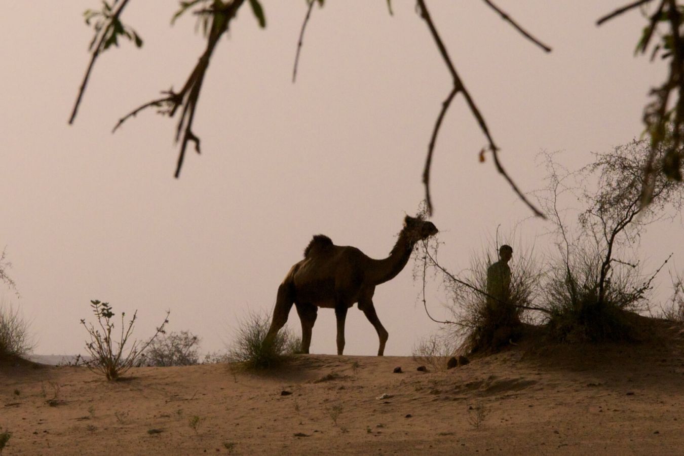 Thar Desert Jaisalmer