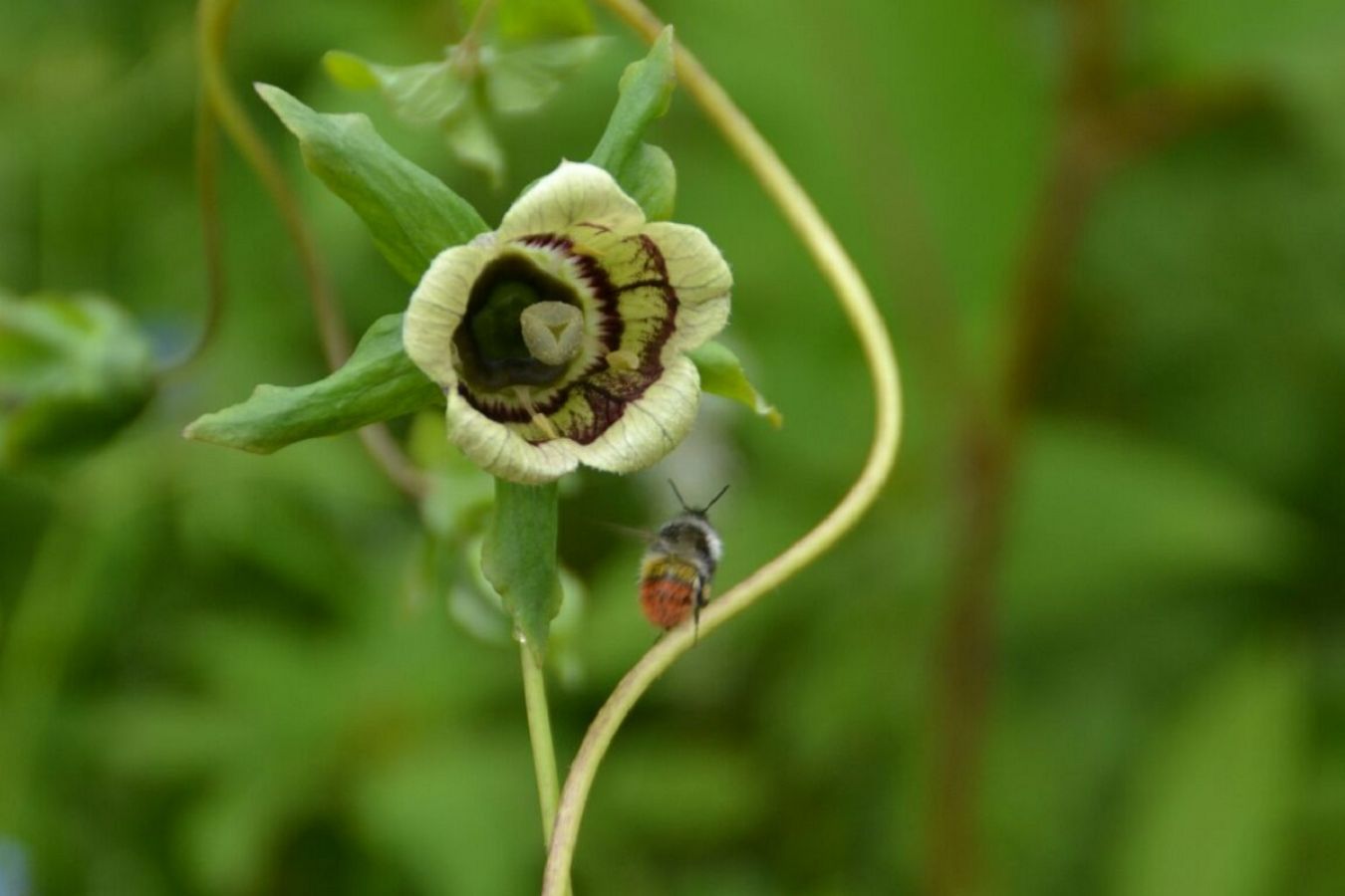 Valley of Flowers Chamoli