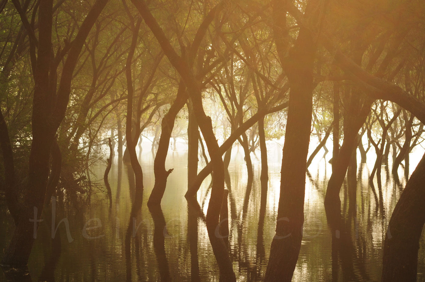 Thol Bird Sanctuary Ahmedabad