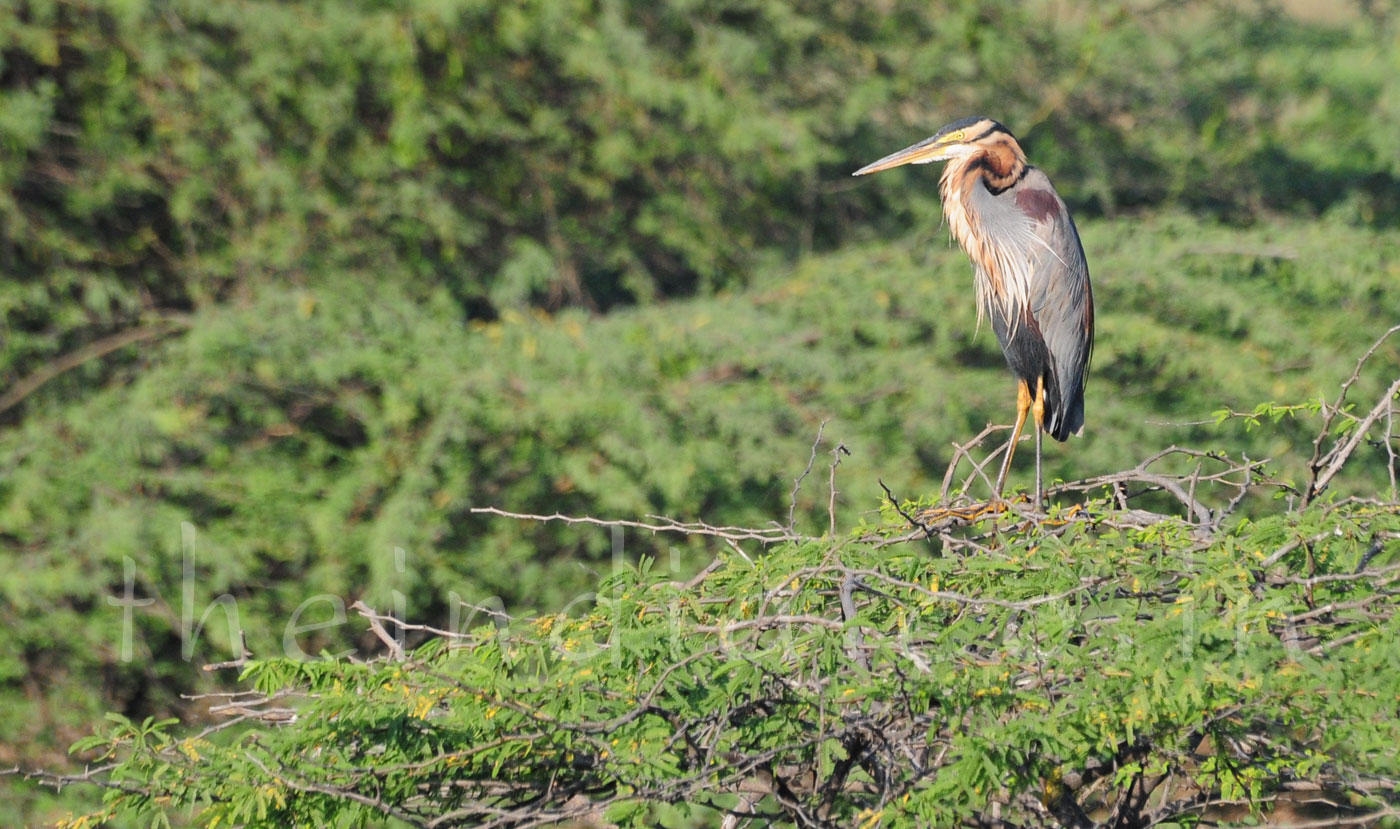 Thol Bird Sanctuary Ahmedabad