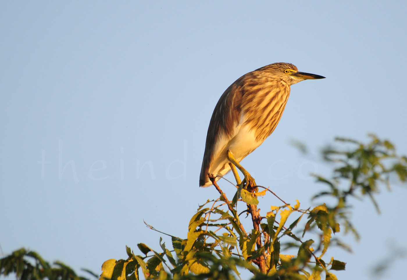 Thol Bird Sanctuary Ahmedabad