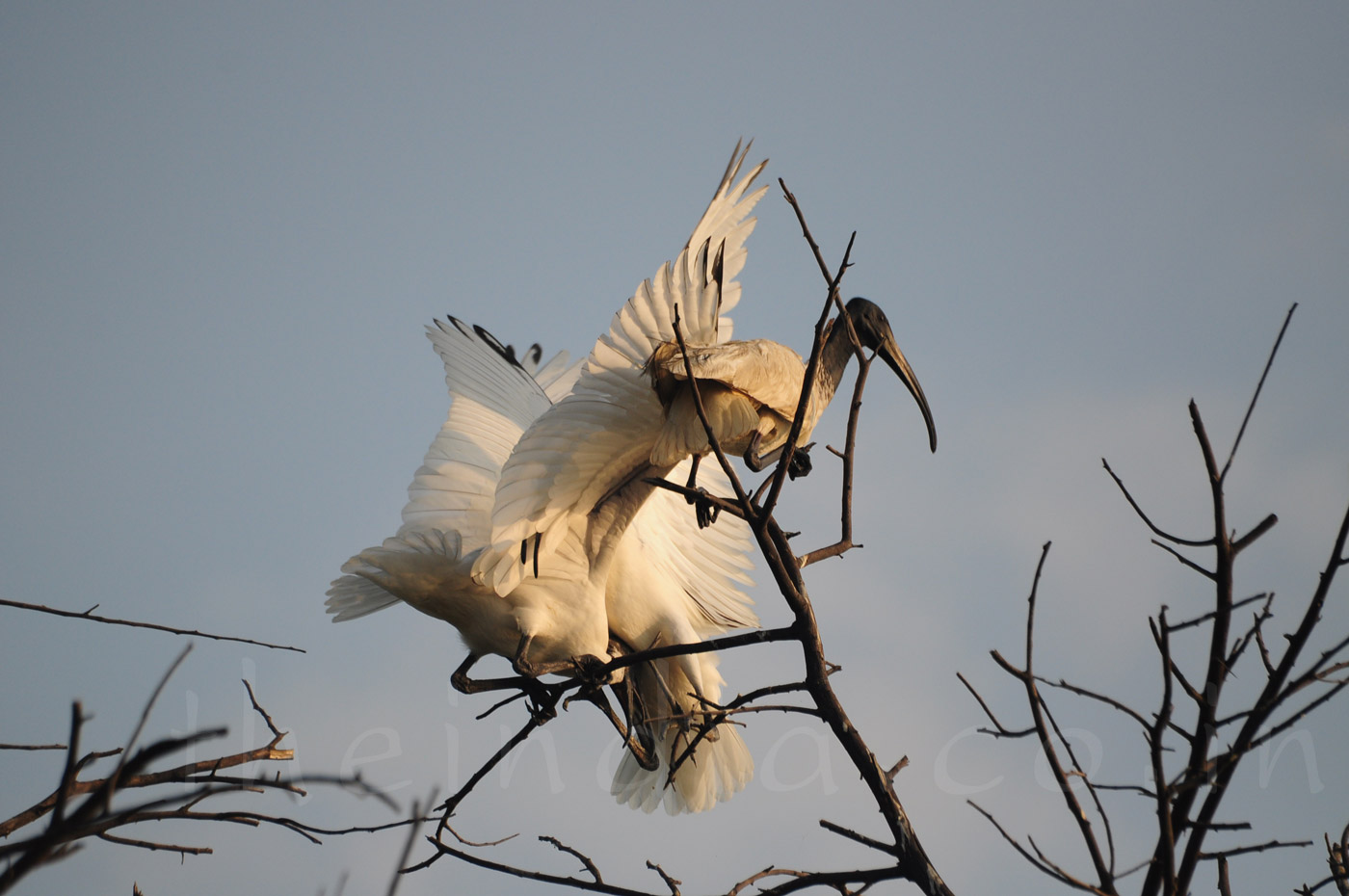 Thol Bird Sanctuary Ahmedabad