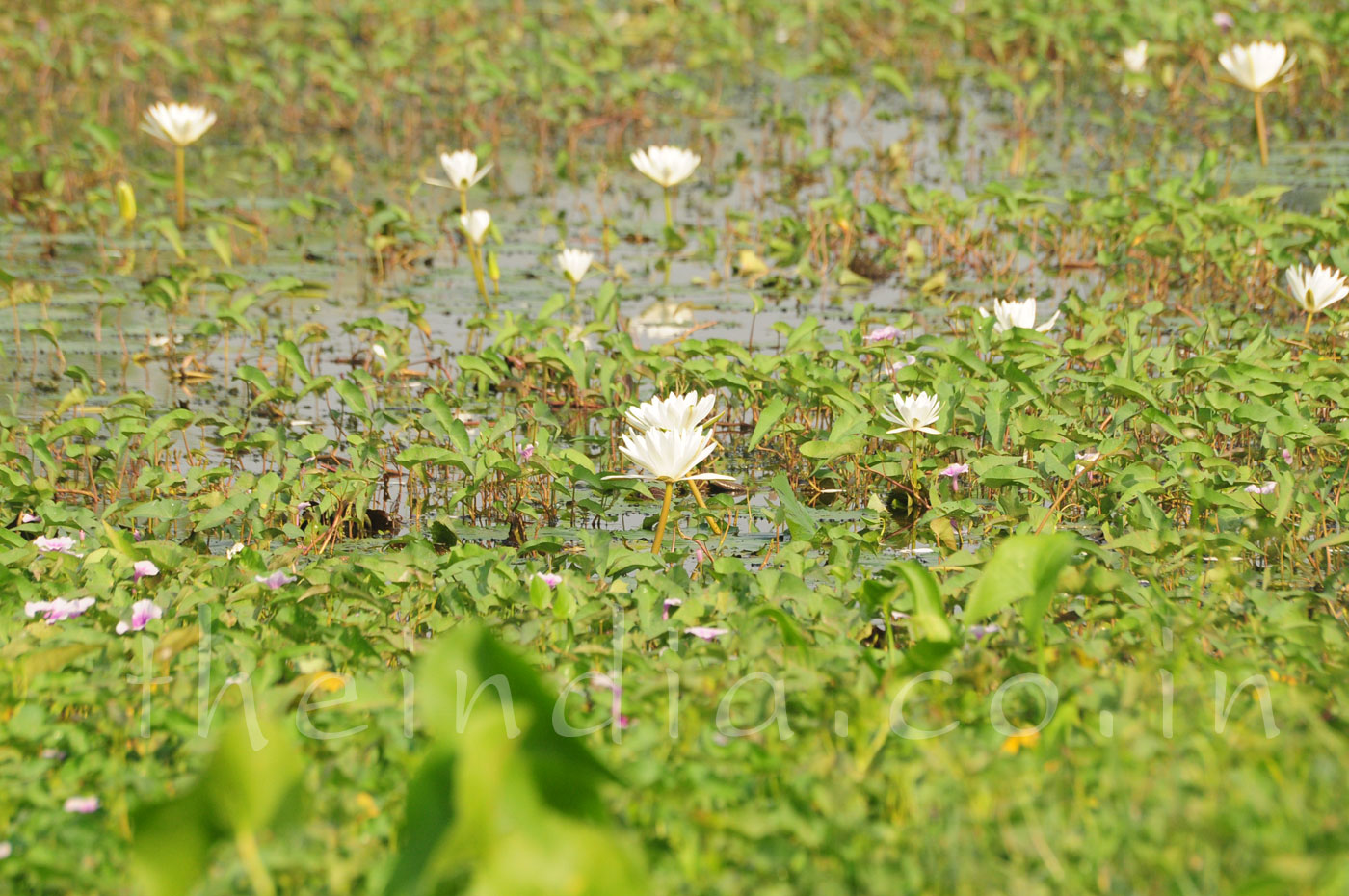 Thol Bird Sanctuary Ahmedabad